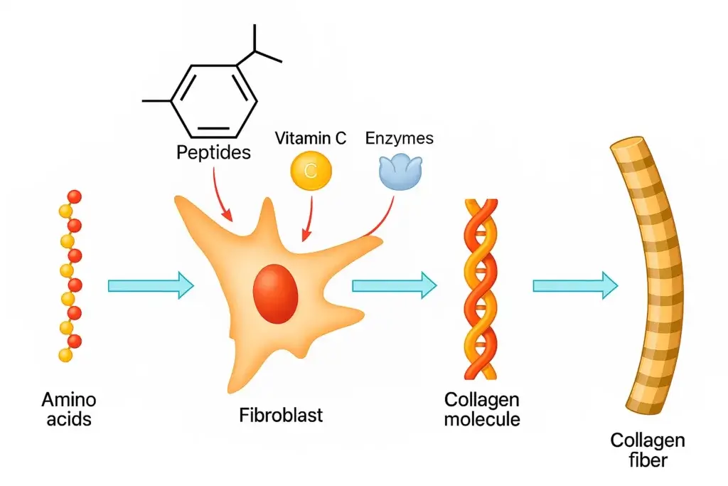An graph showing how peptides can help improve collagen in bioactive beauty