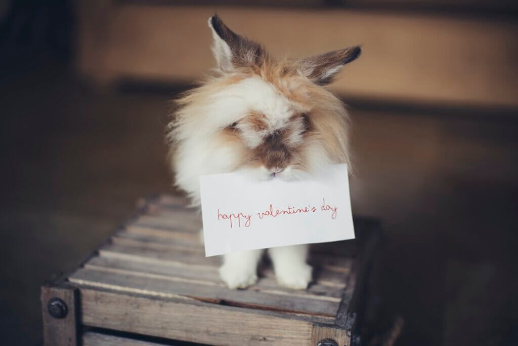 animal holding valentines card
